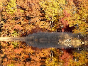 contact me - fall color image